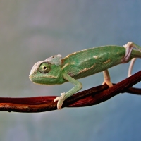 Chameleon-junior