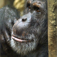 šimpanzice 15
