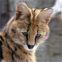 Serval