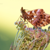 Perlovec najmenší - Boloria dia