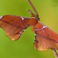 Antherina suraka (samček)  Madagaskar  