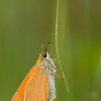 Súmračník metlicový - Thymelicus sylvestris