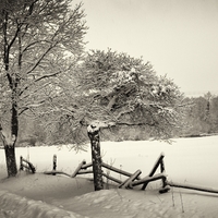 Srní - Šumava