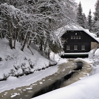 Srní II. - Šumava