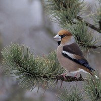 Dlask tlustozobý Coccothraustes coccothraustes