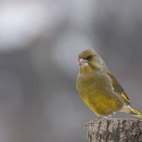 Zvonek zelený – Carduelis chloris