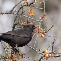 Kos černý - Turdus merula