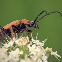 Tesařík (Anastrangalia sanguinolenta)