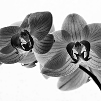 orchidka