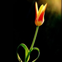 Tulipánová 