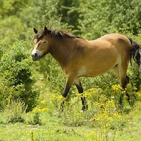 Divoký koník