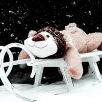 Lion on the sledge