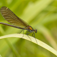 Calopteryx virgo