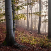 Podzimní melancholie