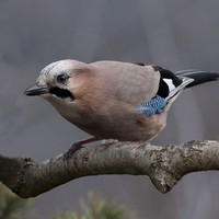 Sojka obecná Garrulus glandarius