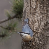 Brhlík lesní – Sitta europaea