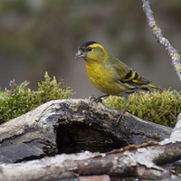 Čížek lesní Carduelis spinus