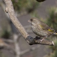 Zvonek zelený – Carduelis chloris