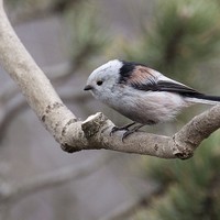 Mlynařík dlouhoocasý - Aegithalos caudatus