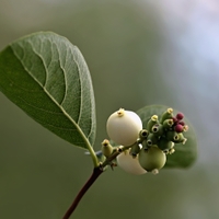 Pámelník bílý (Symphoricarpos albus)