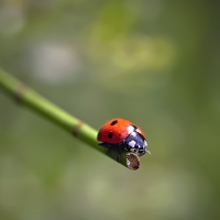 Slunéčko sedmitečné (Coccinella septempunctata)