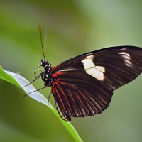 Motýl z Jonsdorfu