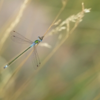  Šídlatka páskovaná (Lestes sponsa)