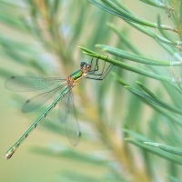 Šídlatka páskovaná (Lestes sponsa)