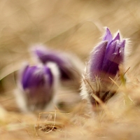 Pulsatilla slavica