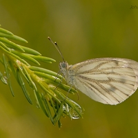 Mlynárik repkový - Pieris napi 