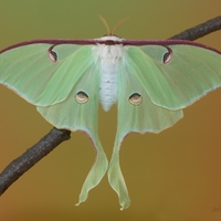 Actias luna (samička) 