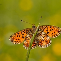 Perlovec dvanásťškvrnný - (Boloria selene)