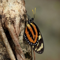 Heliconius hecale