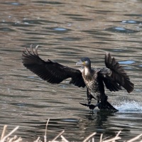 KORMORAN VELKY