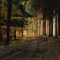 cestou lesní II.