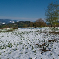 Před rokem