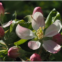 květ  jabloňový