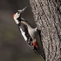 Strakapoud jižní (Dendrocopos syriacus)