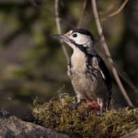 Strakapoud jižní (Dendrocopos syriacus)