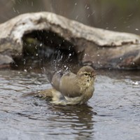 Budníček menší (Phylloscopus collybita)