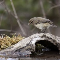 Budníček menší (Phylloscopus collybita)