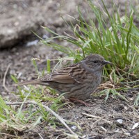 Pěvuška modrá (Prunella modularis)