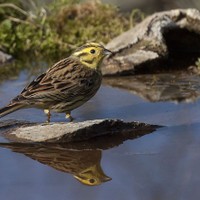 Strnad obecný – Emberiza citrinella