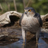 Krahujec obecný (Accipiter nisus)