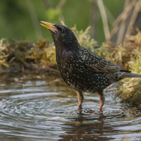 Špaček obecný (Sturnus vulgaris)