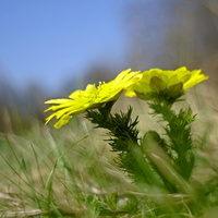 Hlaváčik jarný(Adonis vernalis)