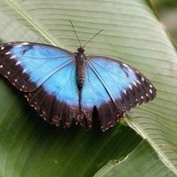 motýl z Fata Morgany