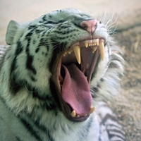 Tygr (Panthera tigris)
