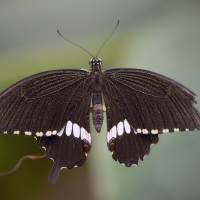 Motýl - stařešina