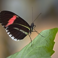 Motýl z Jonsdorfu II